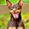 Cute Kelpie Dog paint by numbers