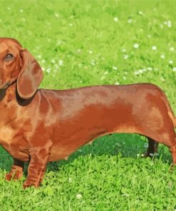 Brown Dachshund Dog paint by numbers