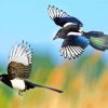 Flying Magpies Birds paint by numbers