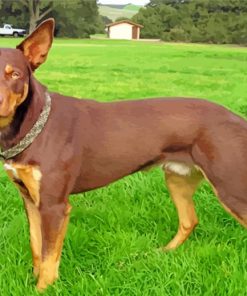 Kelpie Animal Dog paint by numbers