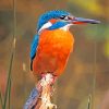 Aesthetic Kingfisher Bird paint by numbers