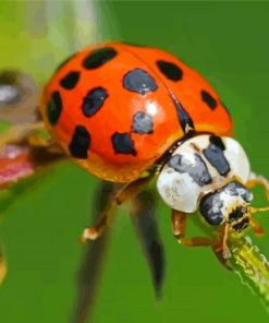 Aesthetic Ladybeetle paint by numbers