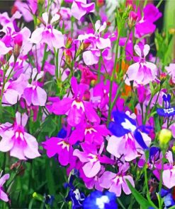 Aesthetic Lobelia Flowers paint by numbers