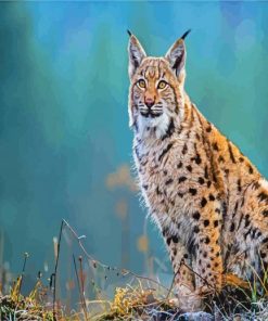 Animal Lynx paint by numbers