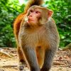 Macaque Monkey paint by numbers