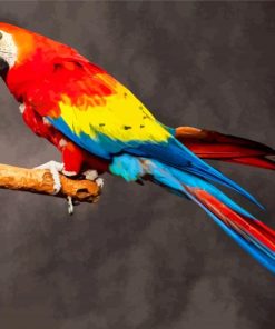 Colorful Macaw Bird paint by numbers