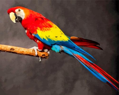 Colorful Macaw Bird paint by numbers