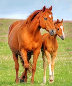 Mares Horses Animals paint by numbers