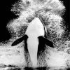 Monochrome Orca paint by numbers