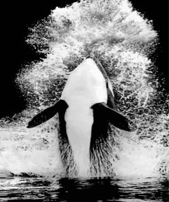 Monochrome Orca paint by numbers