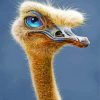 Ostrich With Blue Eyes Paint by numbers