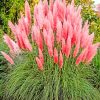 Pink Pampas Flowers paint by numbers