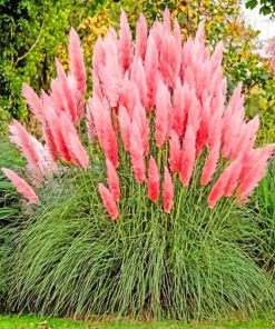 Pink Pampas Flowers paint by numbers