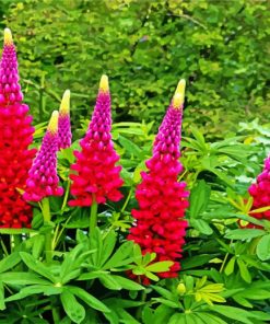 Pink And Purple Lupins paint by numbers