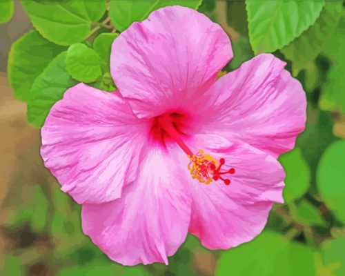 Aesthetic Pink Hibiscus Flower paint by numbers