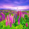 Purple And Pink Lupins Plants paint by numbers