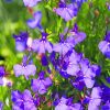 Purple Lobelia Flowers paint by numbers