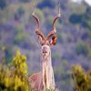 The Greater Kudu paint by numbers
