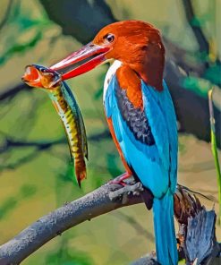 Thoated Kingfisher Bird paint bynumbers