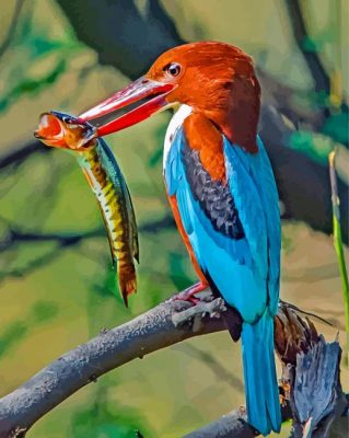 Thoated Kingfisher Bird paint bynumbers