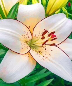 Aesthetic White Lily Flower paint by numbers