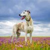 White Lurcher Dog paint by numbers