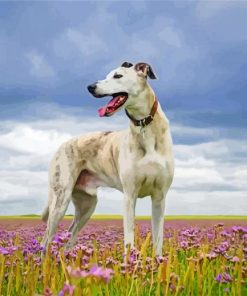 White Lurcher Dog paint by numbers