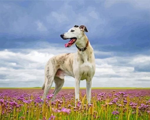 White Lurcher Dog paint by numbers