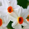 White Narcissus Flower paint by numbers