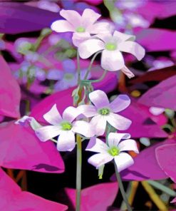 Beautiful Oxalis Flowers paint by numbers