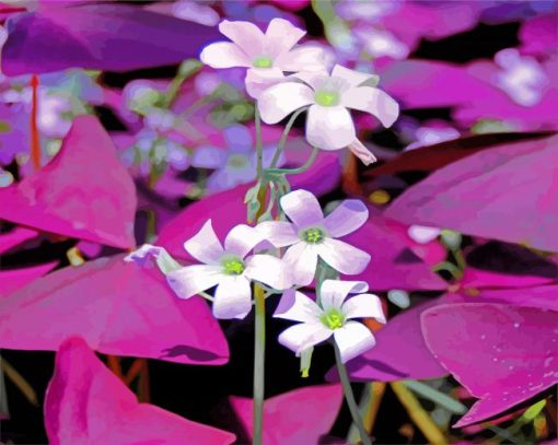 Beautiful Oxalis Flowers paint by numbers