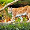 Wild Lynx Animal paint by numbers