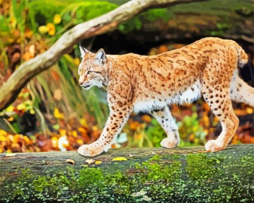 Wild Lynx Animal paint by numbers