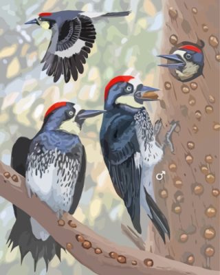 Acorn Woodpecker Bird Family paint by numbers