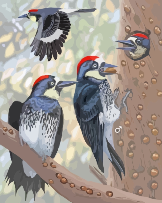 Acorn Woodpecker Bird Family paint by numbers