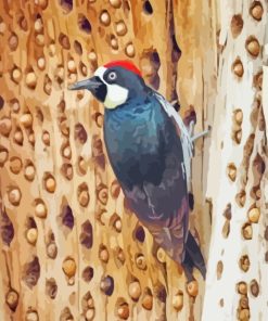 Acorn Woodpecker Bird paint by numbers