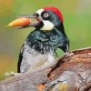 Aesthetic Acorn Woodpecker paint by numbers