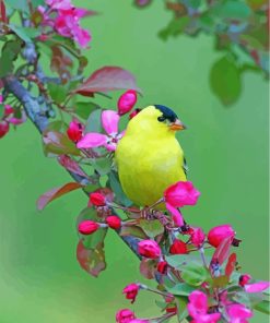 American Goldfinch Songbird paint by numbers