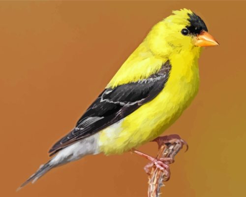 Black Yellow American Goldfinch paint by numbers