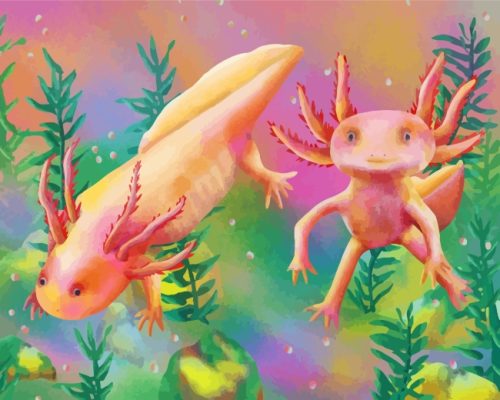 Axolotl Amphibian paint by numbers