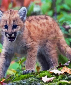 Cute Baby Cougar paint by numbers