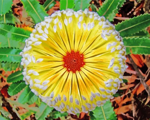 Aesthetic Banksia Plant paint by numbers