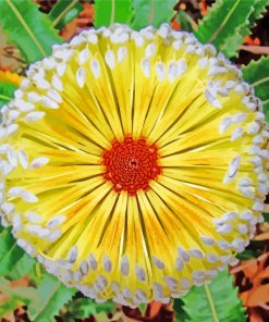 Aesthetic Banksia Plant paint by numbers