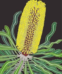 Banksia Attenuata Plant paint by numbers