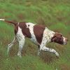 Brown And White Pointer paint by numbers