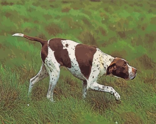 Brown And White Pointer paint by numbers