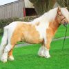 Blonde Shetland Pony paint by numbers