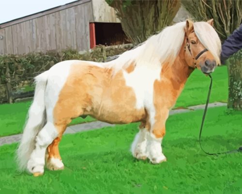 Blonde Shetland Pony paint by numbers