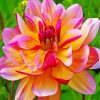 Blooming Dahlia Flower paint by numbers