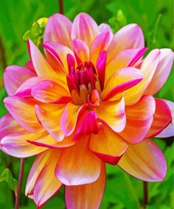 Blooming Dahlia Flower paint by numbers